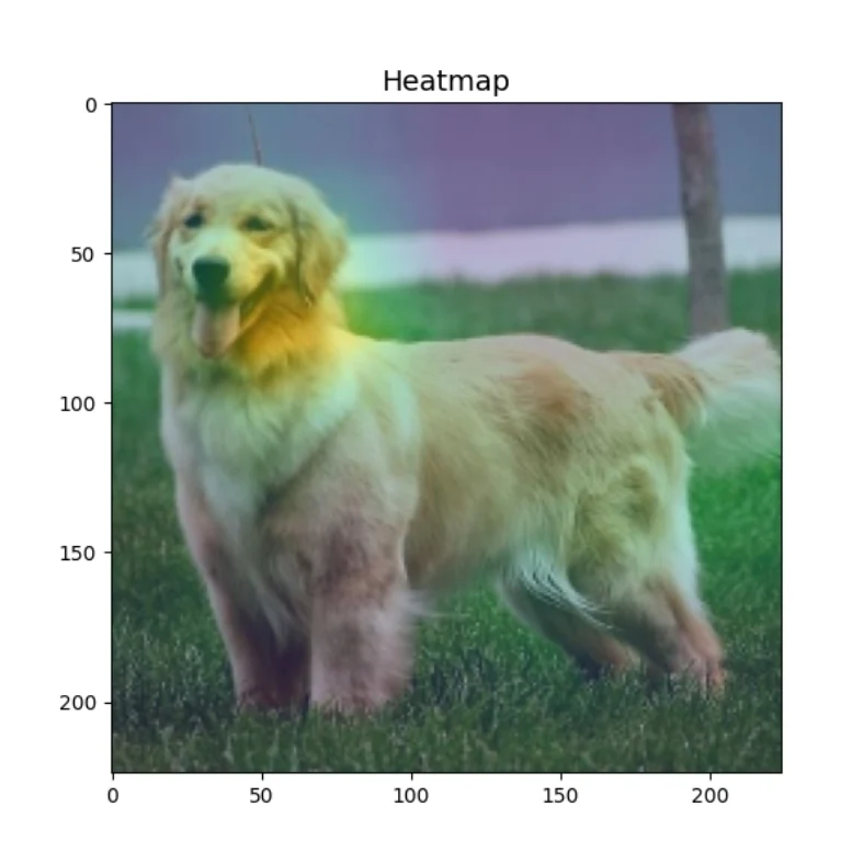 ResNet50 对金毛犬图像生成的 Grad-CAM 热力图